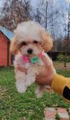 Питомник собак Beautiful Toy Poodle puppies for good home 