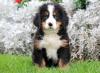 Питомник собак Bernese Mountain Dog Puppies Now Available 