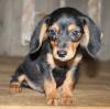 Питомник собак Mini-Dachshund Puppies Available 