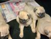 Питомник собак Beautiful Pug puppies for good home Великий Новгород