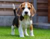 Питомник собак Beagle Puppies Available 