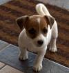 Питомник собак Jack Russell Terrier  Puppies Available 