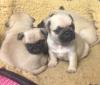 Питомник собак Pug  Puppies Available 