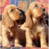 Питомник собак Cocker Spaniel Puppies Available 