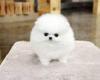 Питомник собак Teacup Pomeranian Spitz Puppies Available 