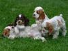 Питомник собак Cocker Spaniel Puppies Available 