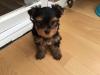 Питомник собак Teacup Yorkshire Terrier Puppies Available 