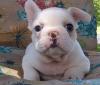 Питомник собак French Bulldog Puppies Available 