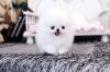 Питомник собак Beautiful Pomeranian puppies 